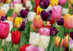 A flower valley with different colors of flower